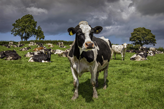 Koe in een weiland als verwijzing naar CO2-uitstoot in de landbouwsector