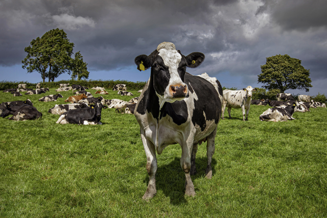 Koe in een weiland als verwijzing naar CO2-uitstoot in de landbouwsector